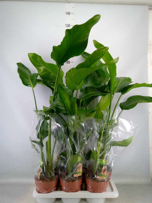 <h4>Strelitzia nicolai</h4>