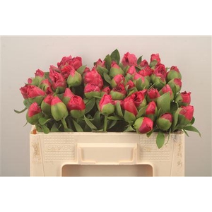 Paeo L Com Performance