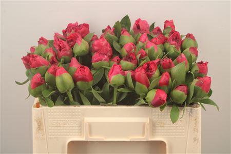 <h4>Paeo L Com Performance</h4>