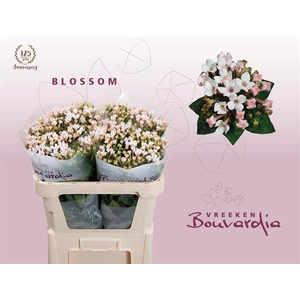 Bouvardia si blossom