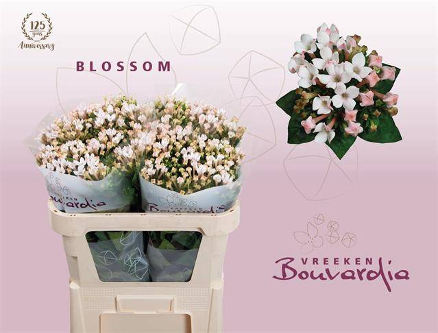 <h4>Bouvardia si blossom</h4>