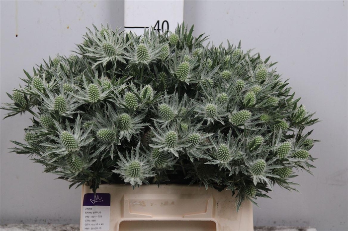 <h4>Eryn Sirius Qstar</h4>