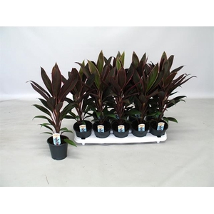 Cordyline Fruticosa Rumba 12Ø 48cm 1pp