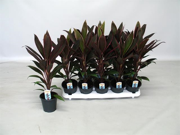 Cordyline Fruticosa Rumba 12Ø 48cm 1pp