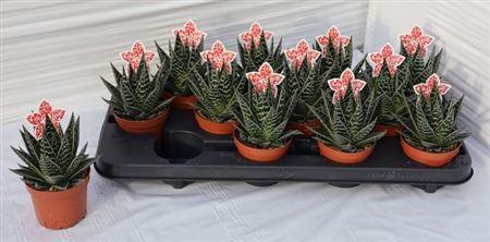 <h4>Aloe Tiki Tahi</h4>