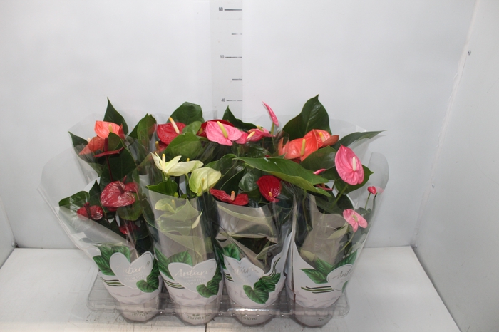 <h4>ANTHURIUM VARIADO P12</h4>