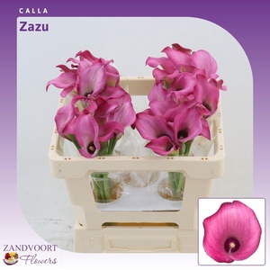 Calla Zazu
