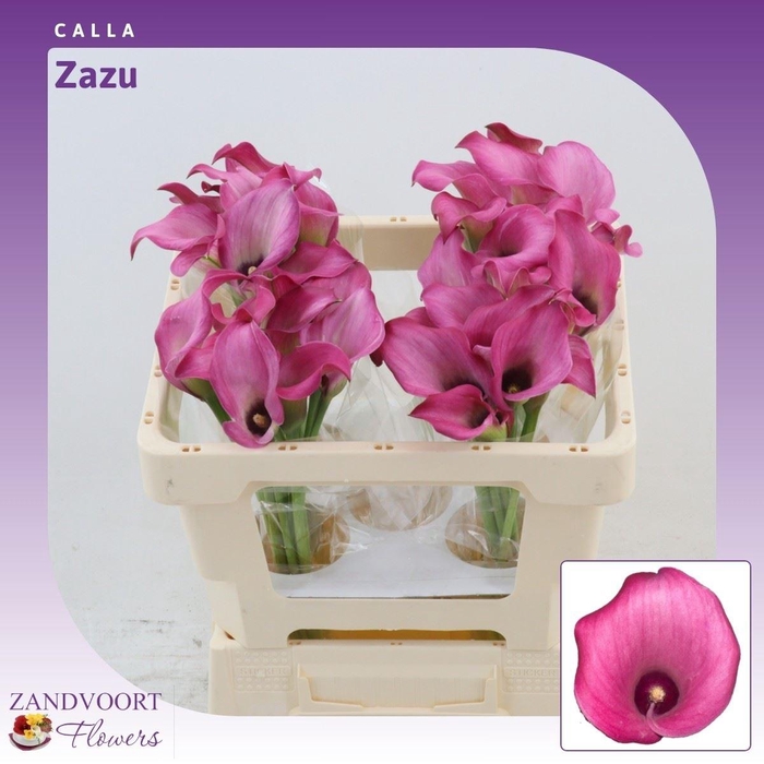 <h4>Calla Zazu</h4>
