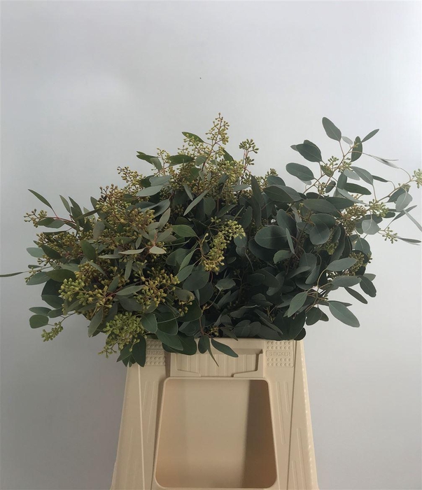 <h4>EUCA POPULNEA BES C 150</h4>