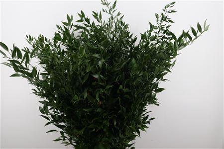 <h4>RUSCUS LONG 4 STEMS P BUNCH</h4>