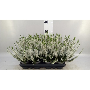 Calluna vulg. 'Beauty L Verenka'