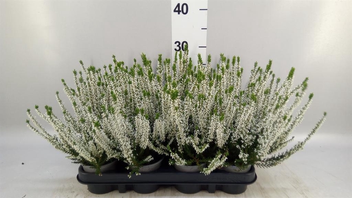 <h4>Calluna vulg. 'Beauty L Verenka'</h4>