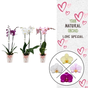 Phal. 2 spike Mix in Potcover Hart