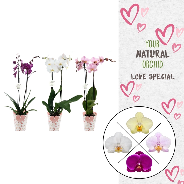 <h4>Phal. 2 spike Mix in Potcover Hart</h4>