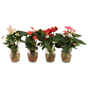 Anthurium 4 color mix in Fenne glass