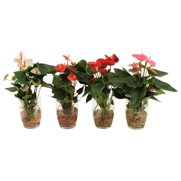 <h4>Anthurium 4 color mix in Fenne glass</h4>