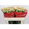 Hypericum Cool Romance