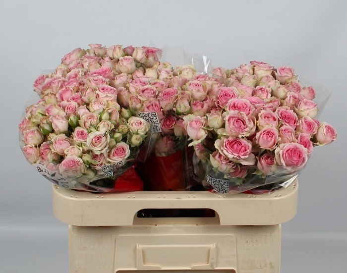 <h4>R TR DINARA</h4>