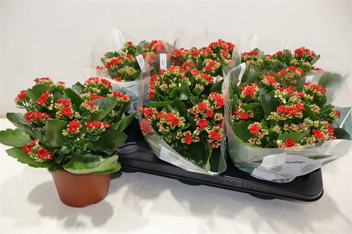 <h4>arr8 Kal Ge Don Justino</h4>