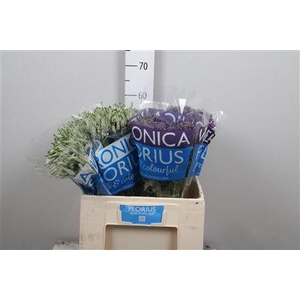 Veron Smart Aqua Gem