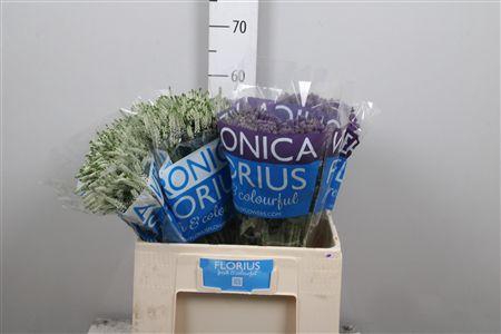 <h4>Veron Smart Aqua Gem</h4>