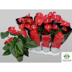 Anthurium Madural 14Ø 50cm 6fl