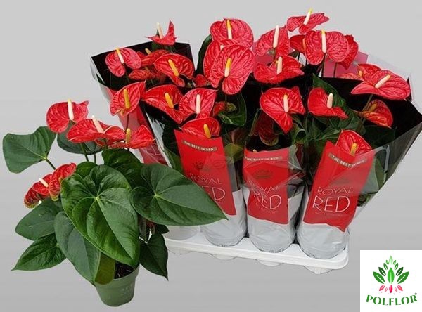 Anthurium Madural 14Ø 50cm 6fl