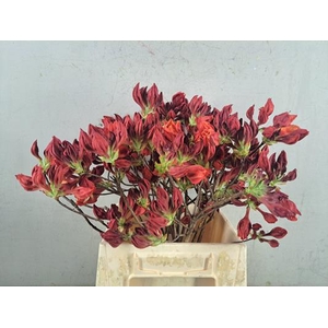 Rhodo. Rood