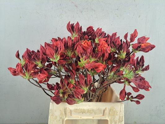 <h4>Rhodo. Rood</h4>