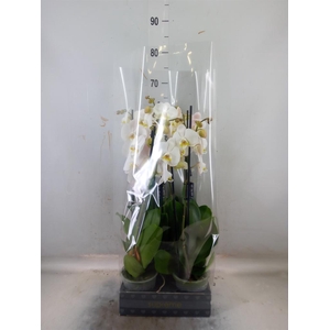 Phalaenopsis  'Ant Cambridge'