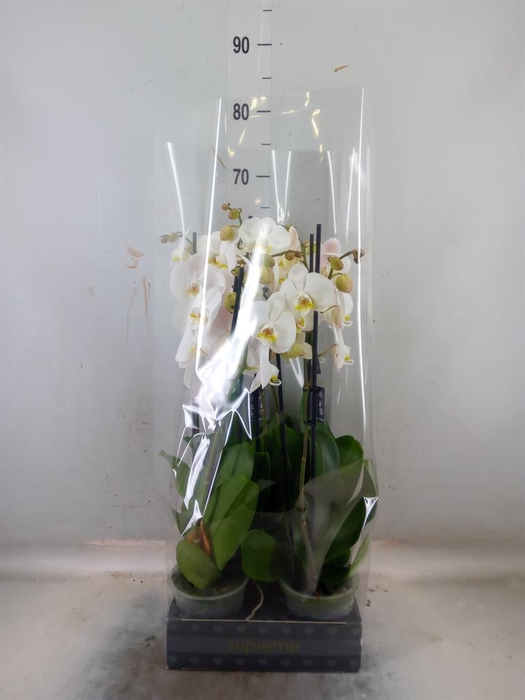 <h4>Phalaenopsis  'Ant Cambridge'</h4>