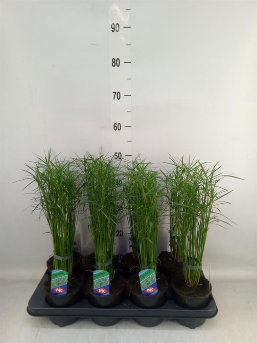 <h4>Cyperus  'Jela'</h4>