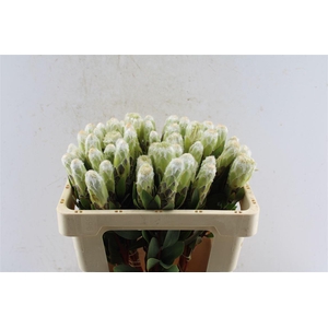 Protea Mundi White
