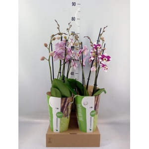 Phalaenopsis  'Ant Barcelona'