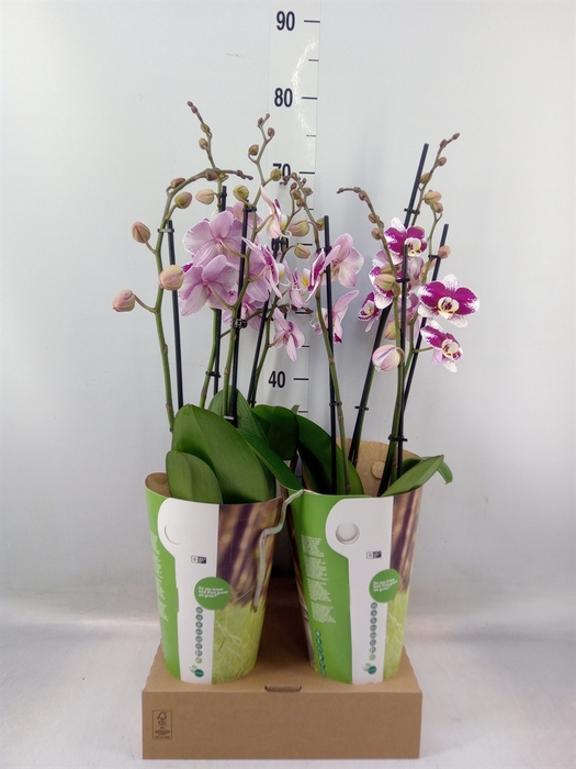 <h4>Phalaenopsis  'Ant Barcelona'</h4>
