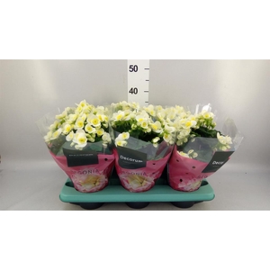 Begonia elat. HL 'Valentino White'