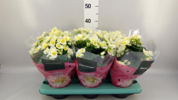 <h4>Begonia elat. HL 'Valentino White'</h4>
