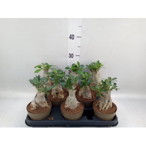 Adenium obesum
