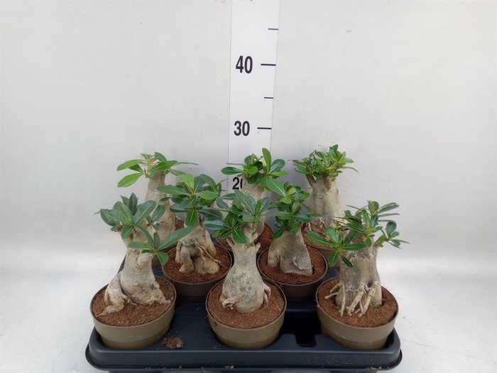 <h4>Adenium obesum</h4>