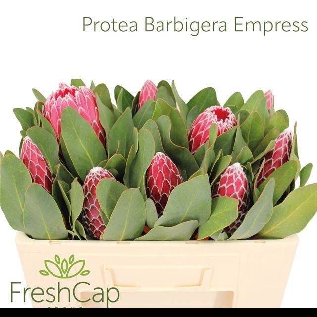 <h4>PROTEA MAG CANDIDA</h4>
