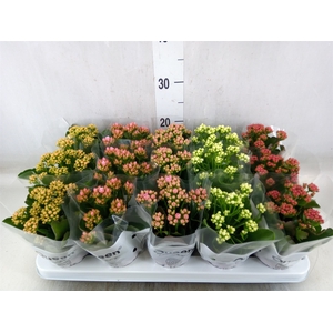 Kalanchoe blos.   ..rosebud mix  5