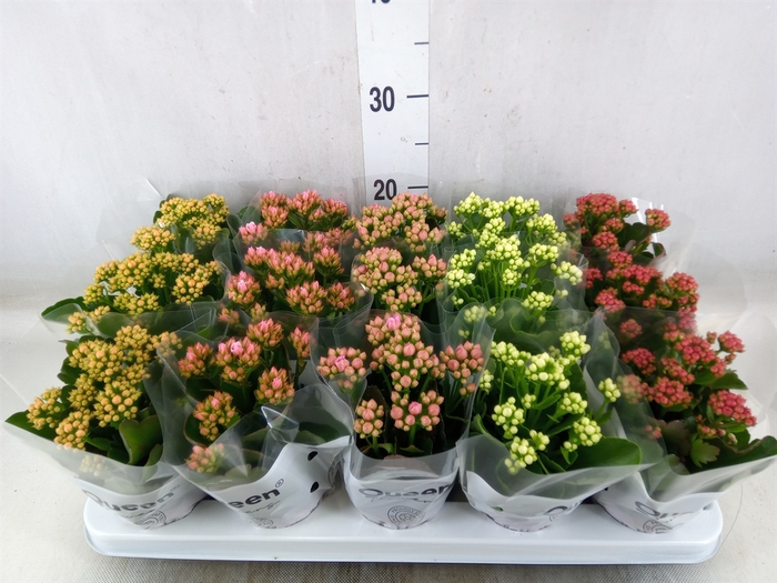 <h4>Kalanchoe blos.   ..rosebud mix  5</h4>
