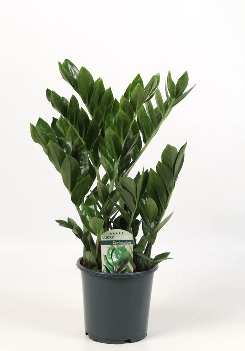 <h4>Zamioculcas zamiifolia</h4>