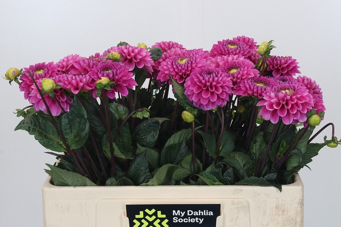 <h4>Dahlia Happy Hour</h4>