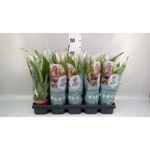 Spathiphyllum  'Torelli'