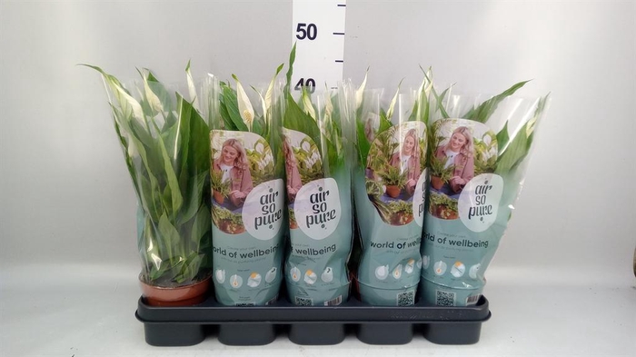 <h4>Spathiphyllum  'Torelli'</h4>