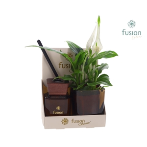 Fusion Scentsglazen gift set met Spathiphyllum