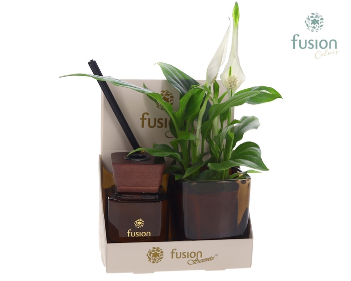 <h4>Fusion Scentsglazen gift set met Spathiphyllum</h4>