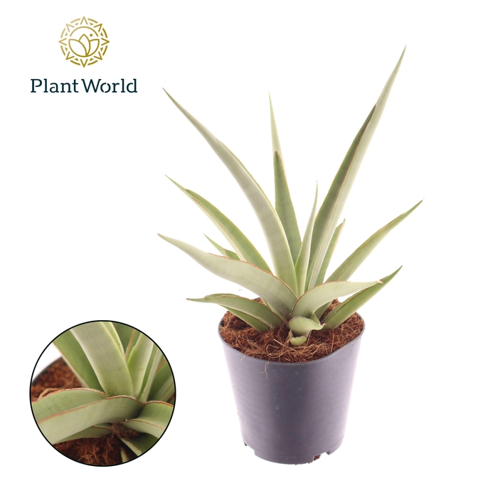 <h4>Sansevieria Silver Syreni</h4>
