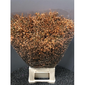 Genista 400gr Col Orange